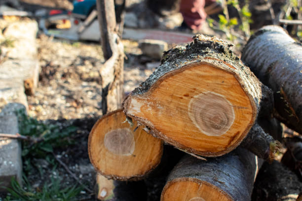 Best Firewood Processing and Delivery  in St Peter, MN