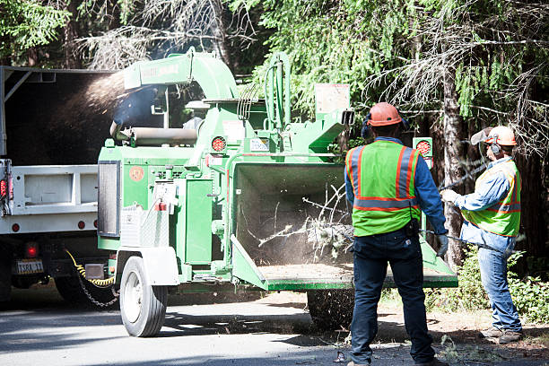 How Our Tree Care Process Works  in  St Peter, MN