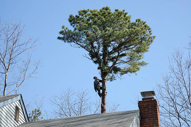 Best Tree Preservation Services  in St Peter, MN